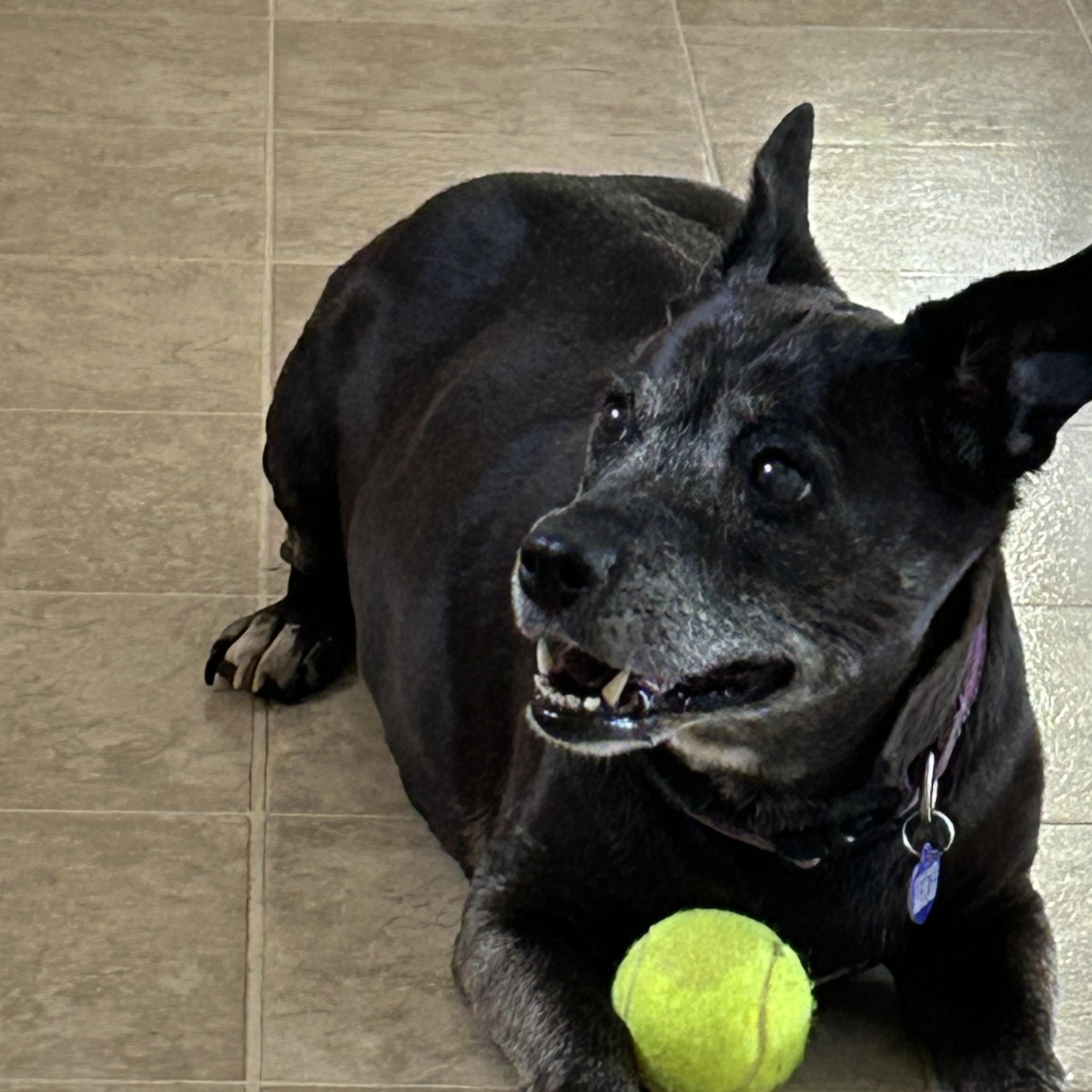 Enlarge Gracie, an adoptable mixed breed in Rockville, MD image 4/6