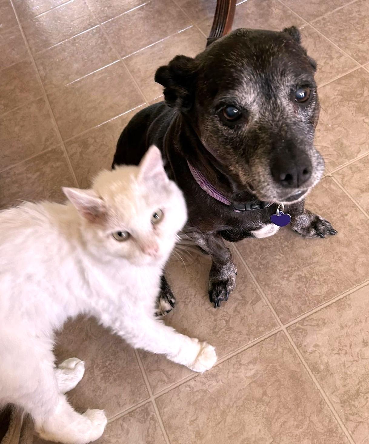 Enlarge Gracie, a Adoptable mixed breed in Rockville, MD image 6/6