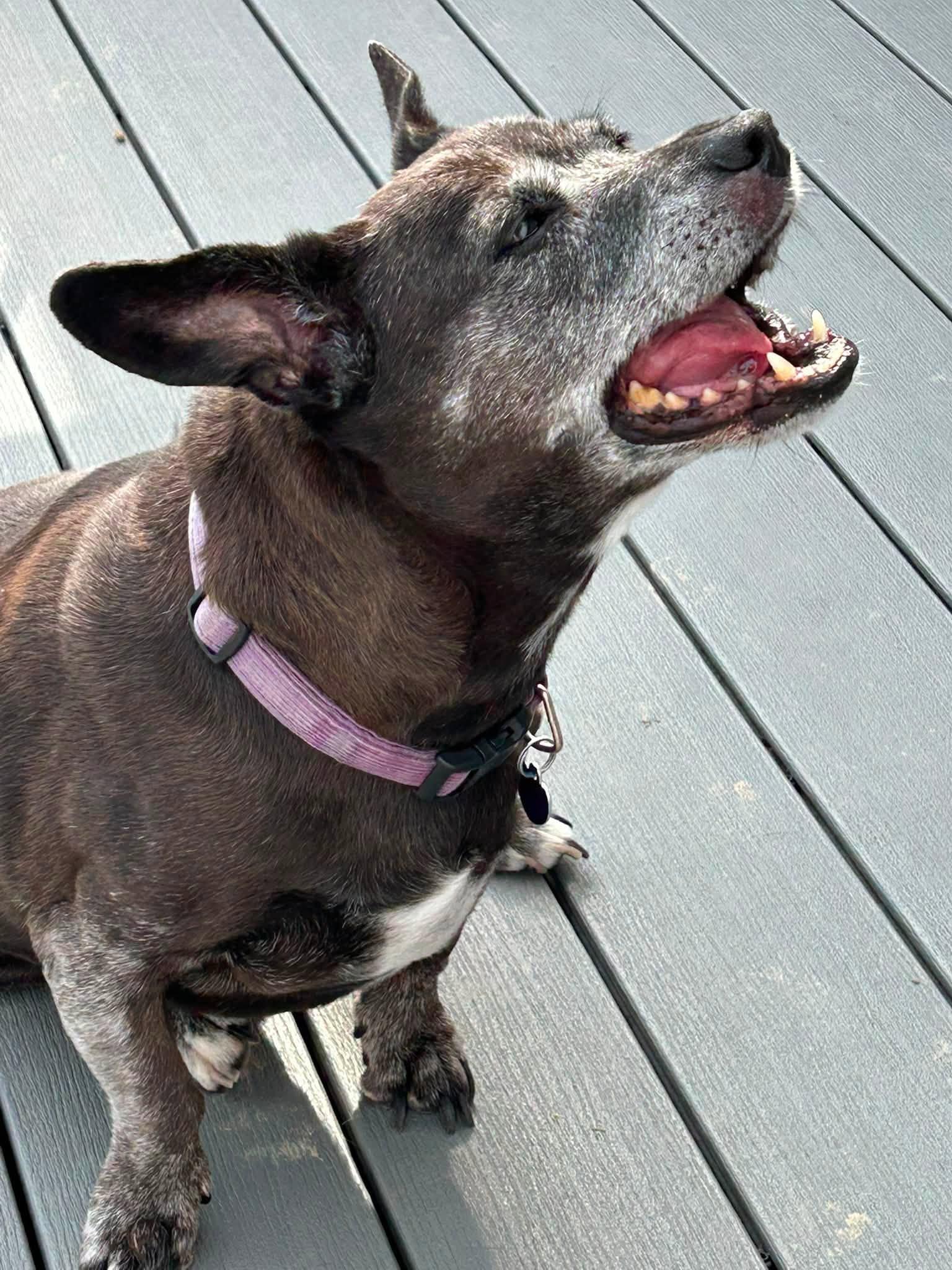 Enlarge Gracie, a Adoptable mixed breed in Rockville, MD image 2/6