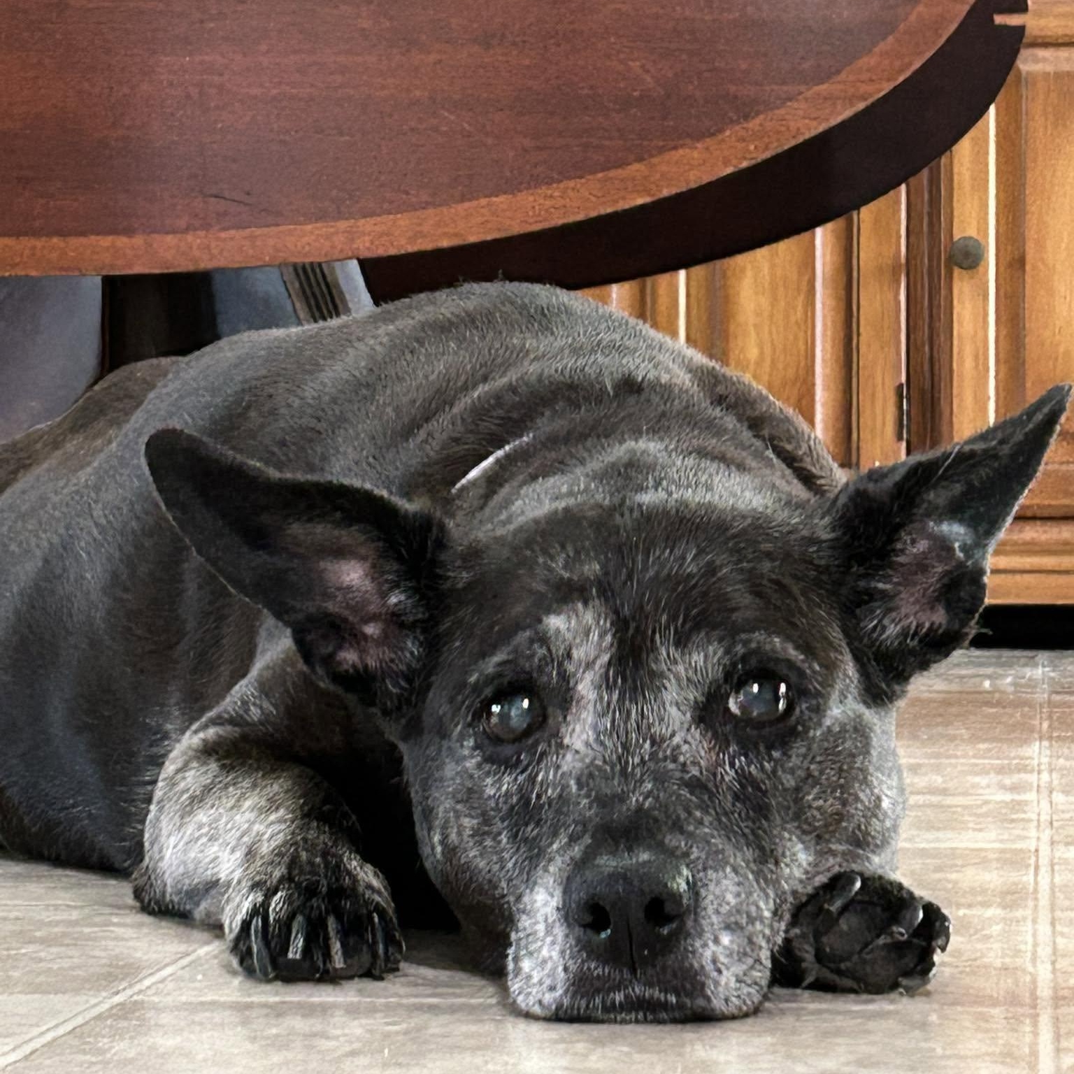 Gracie, adoptable, Senior Female Dachshund & Skye Terrier.