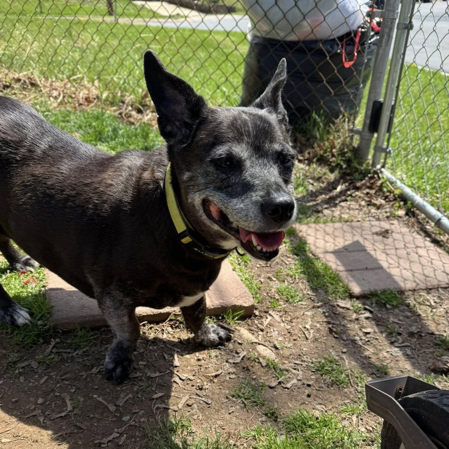 Enlarge Gracie, an adoptable mixed breed in Rockville, MD image 3/6