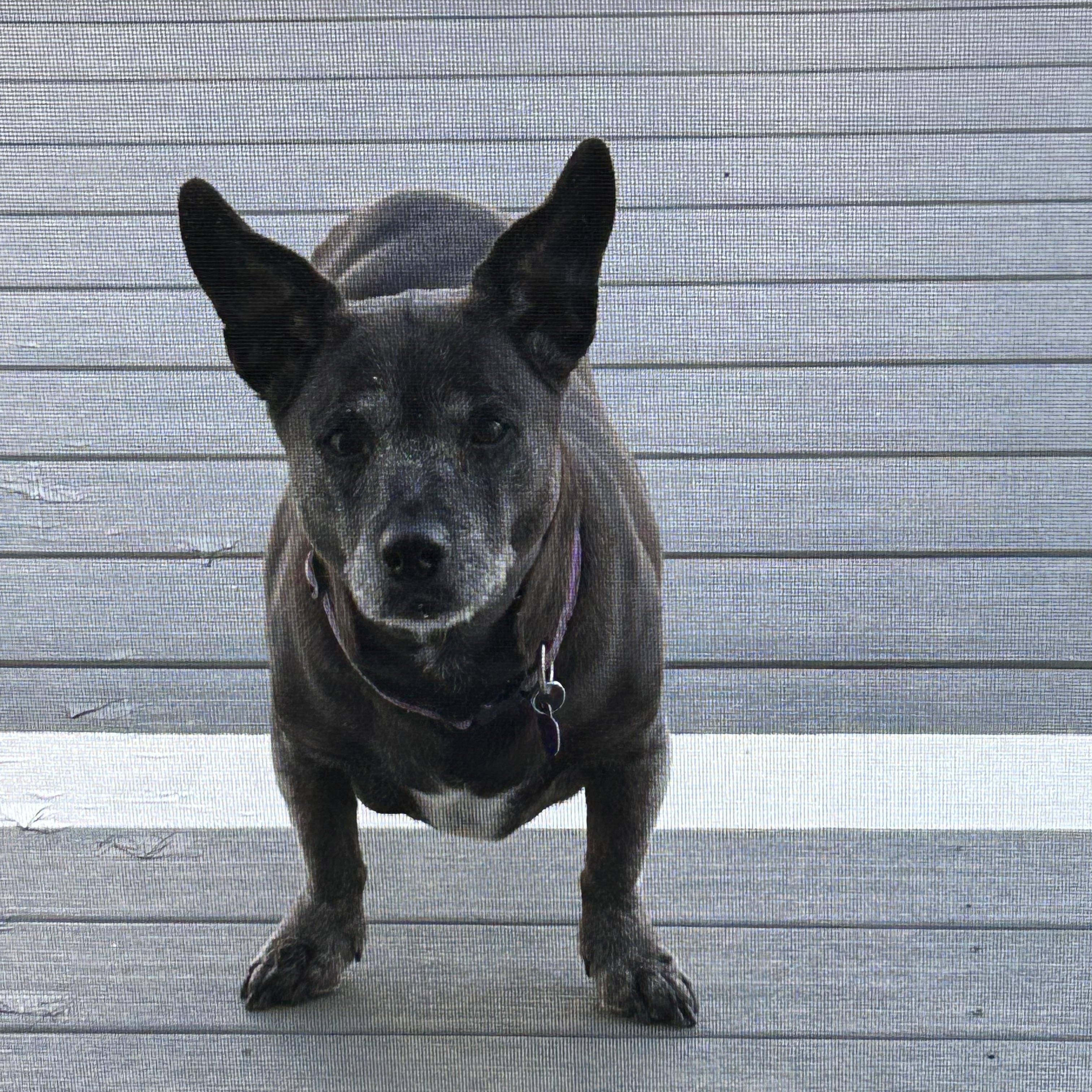 Enlarge Gracie, an adoptable mixed breed in Rockville, MD image 5/6