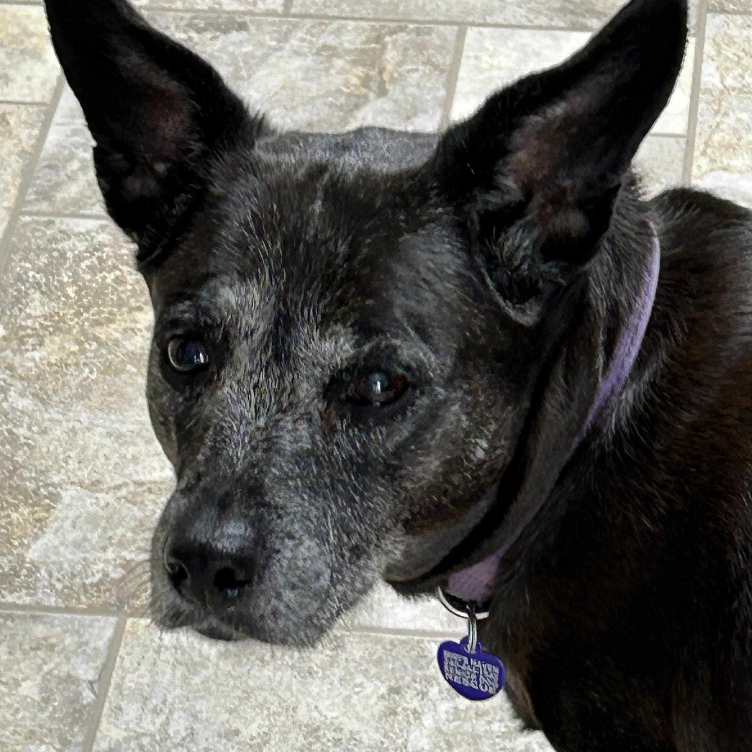 Gracie, adoptable, Senior Female Dachshund & Skye Terrier.