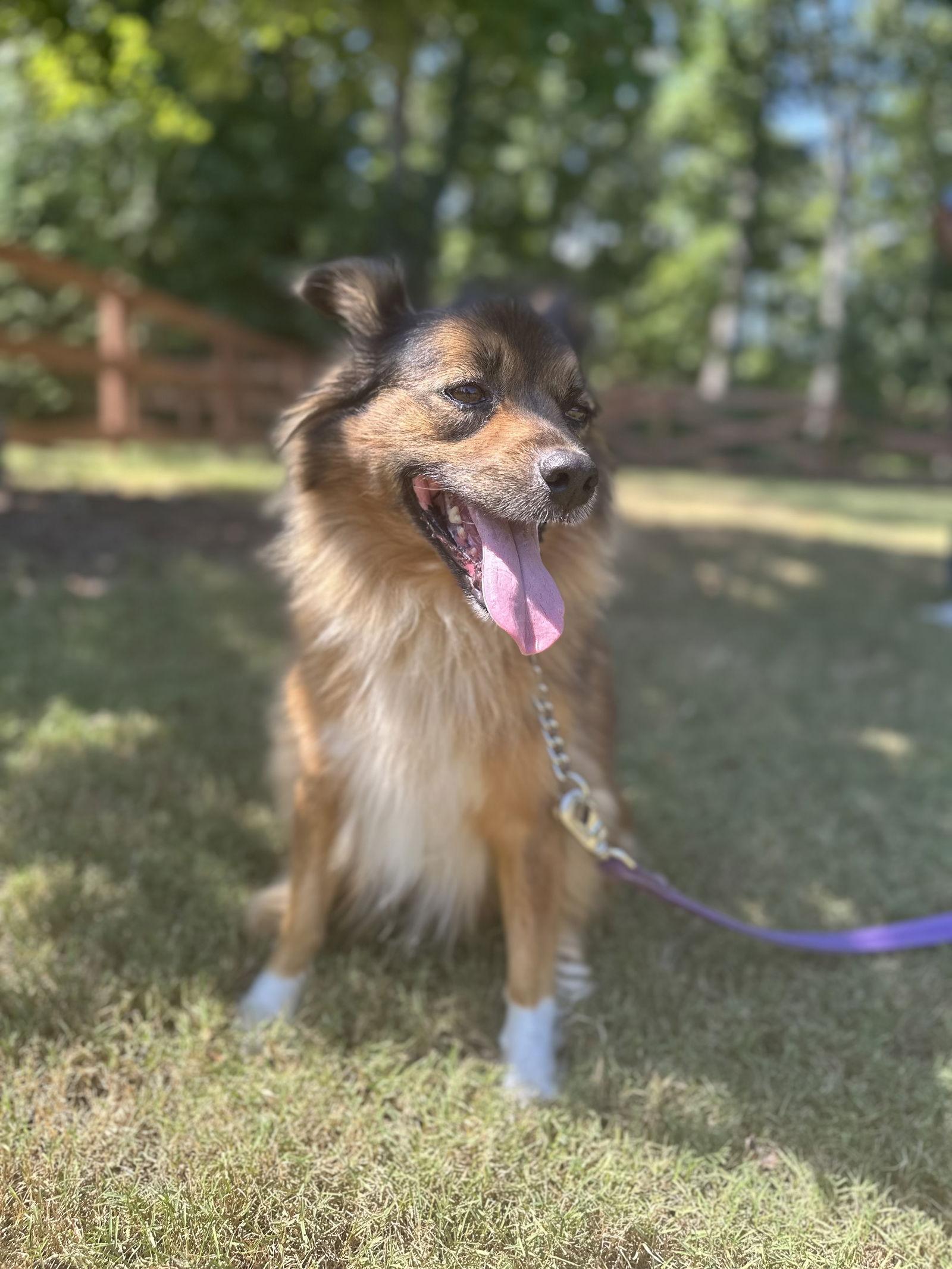 Peanut, Adoptable, Young Male Shetland Sheepdog / Sheltie.