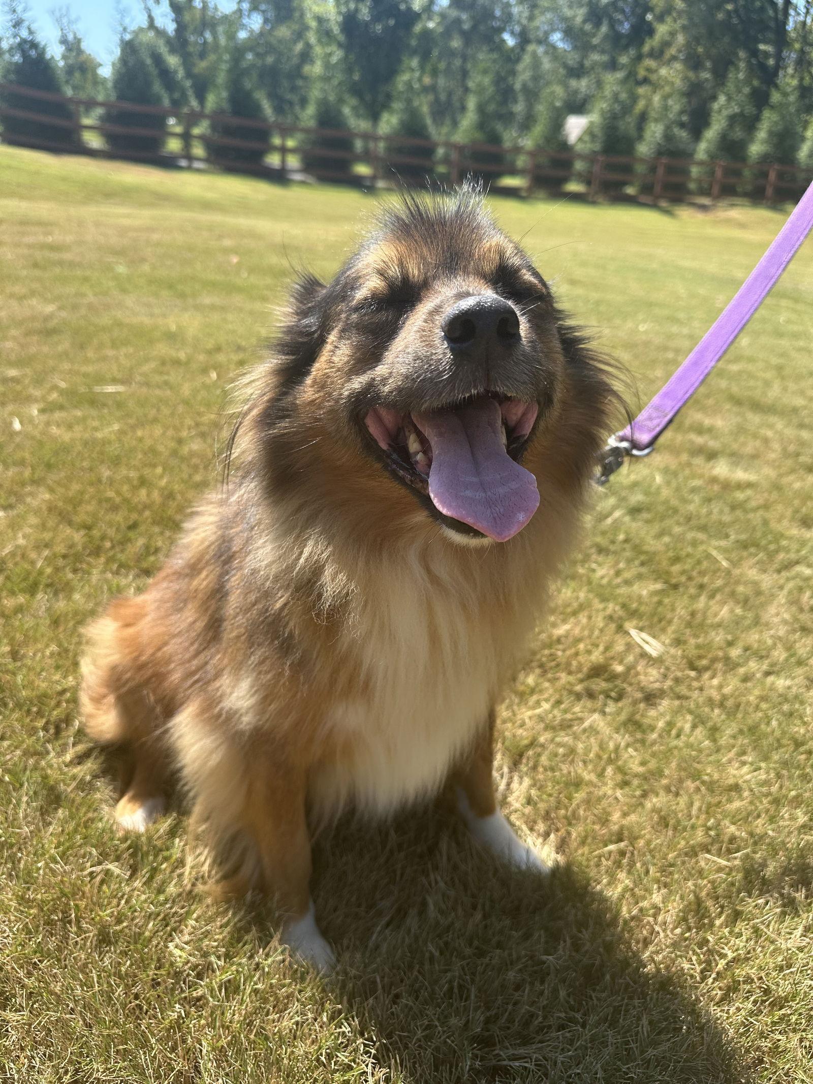 Peanut, a Adoptable Shetland Sheepdog / Sheltie in Greenville, SC image 2/3
