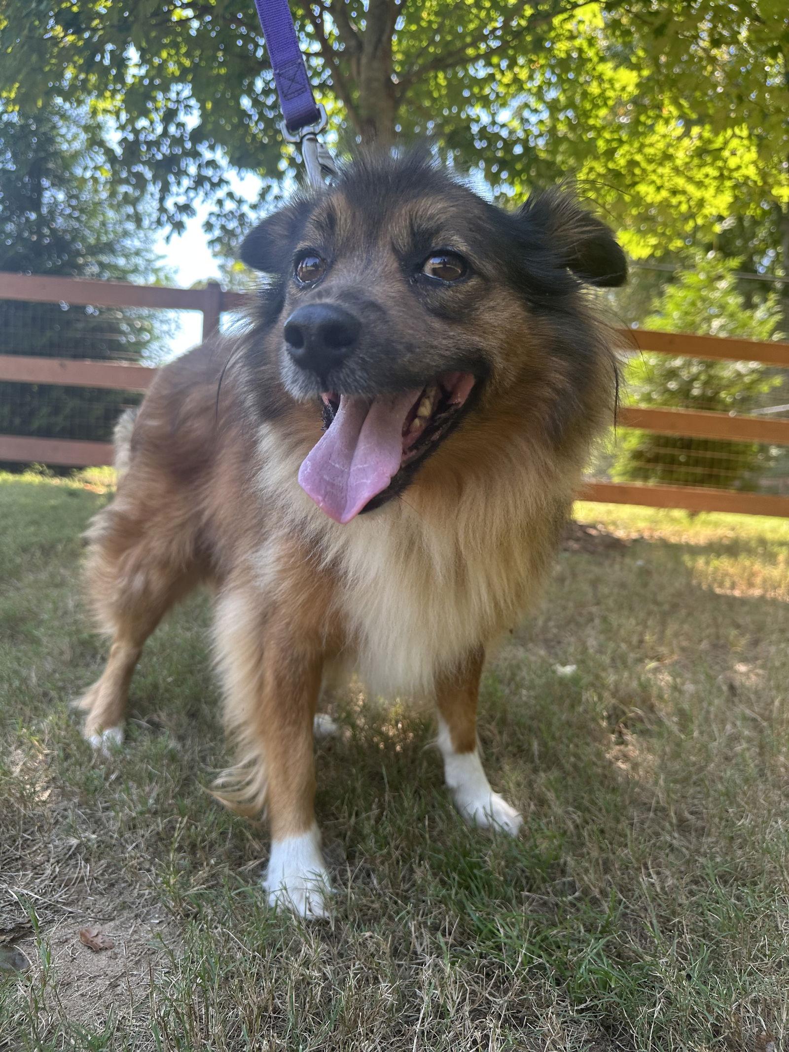 Peanut, a Adoptable Shetland Sheepdog / Sheltie in Greenville, SC image 3/3
