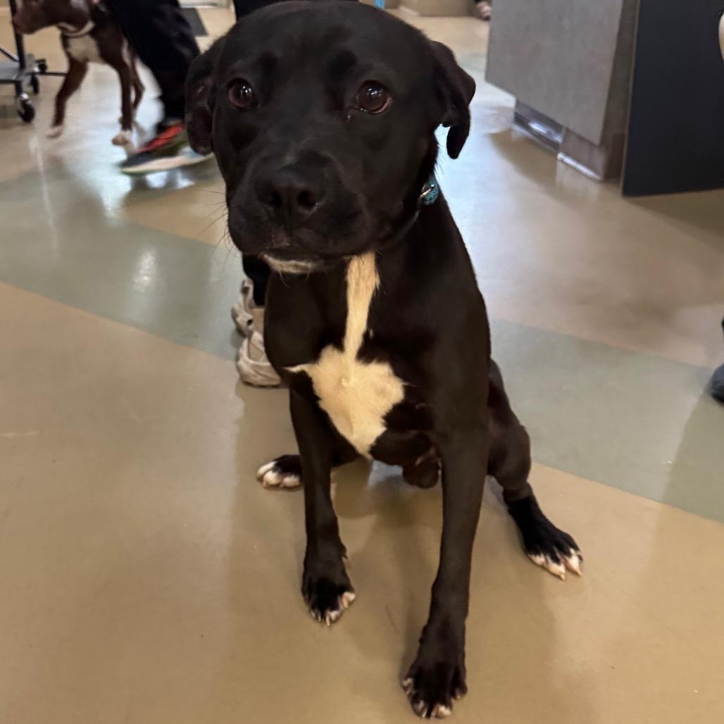 Bruno, Adoptable, Adult Male Mixed Breed.