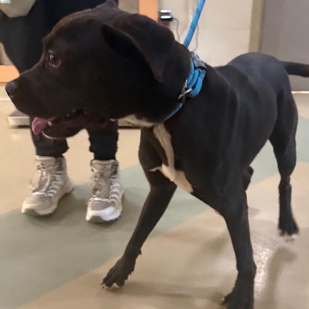 Enlarge Bruno, a Adoptable Mixed Breed in Winston-Salem, NC image 2/3