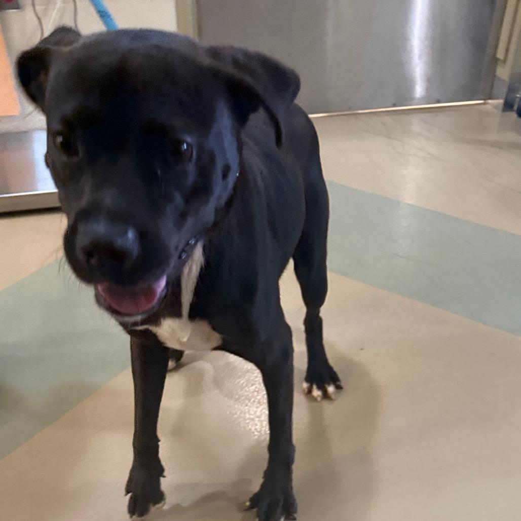 Enlarge Bruno, a Adoptable Mixed Breed in Winston-Salem, NC image 3/3