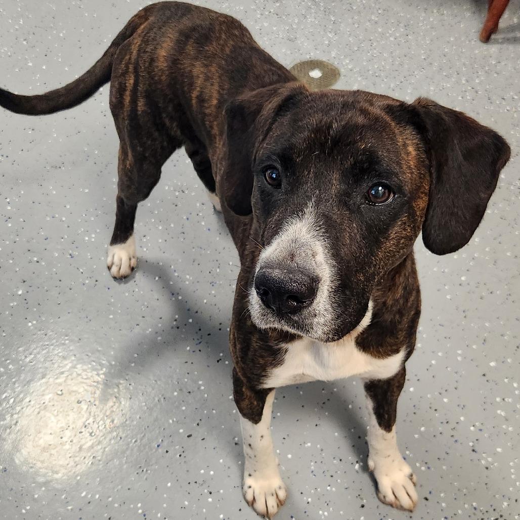 Stone, Adoptable, Adult Male Mixed Breed.