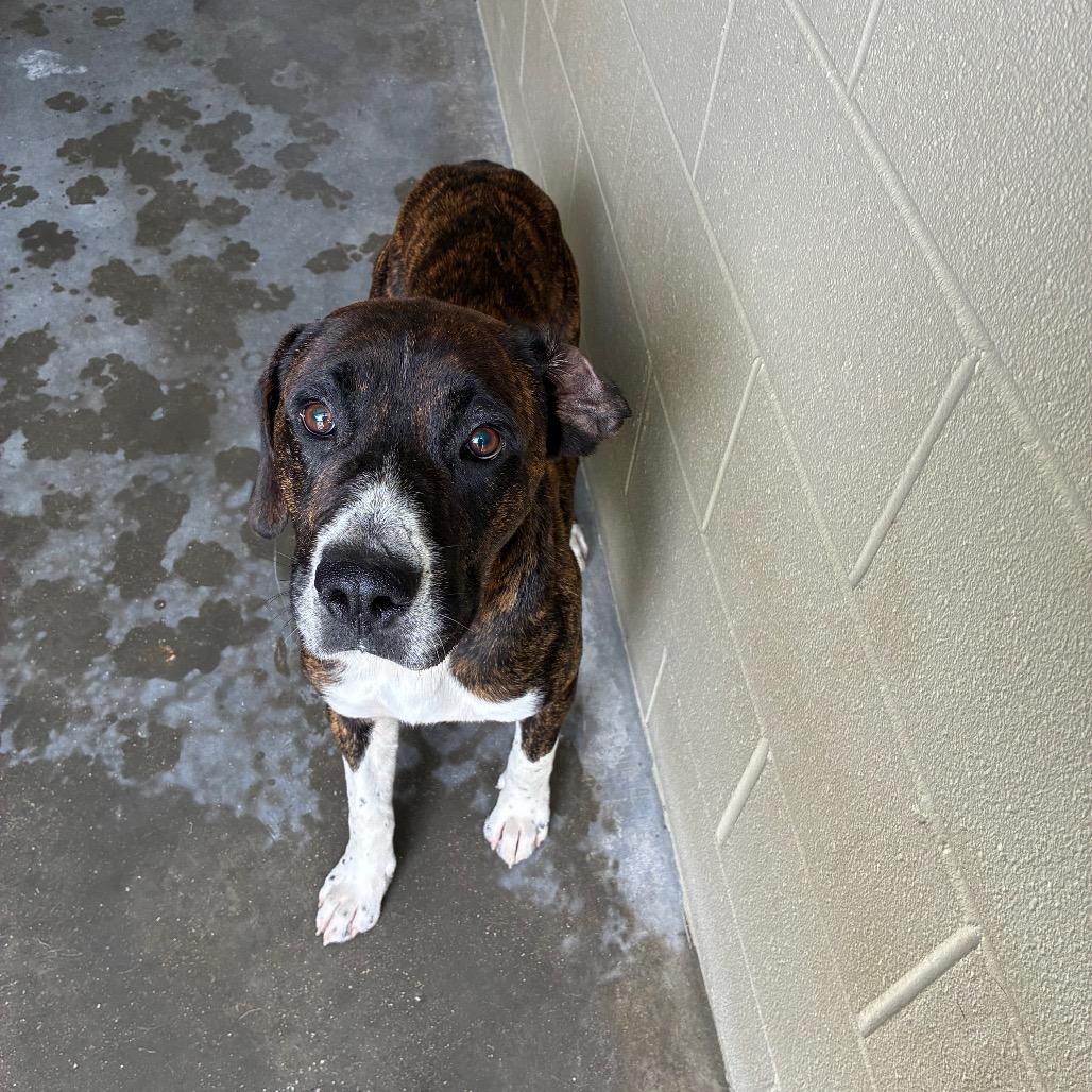 Stone, a Adoptable Mixed Breed in Danville, KY image 2/2