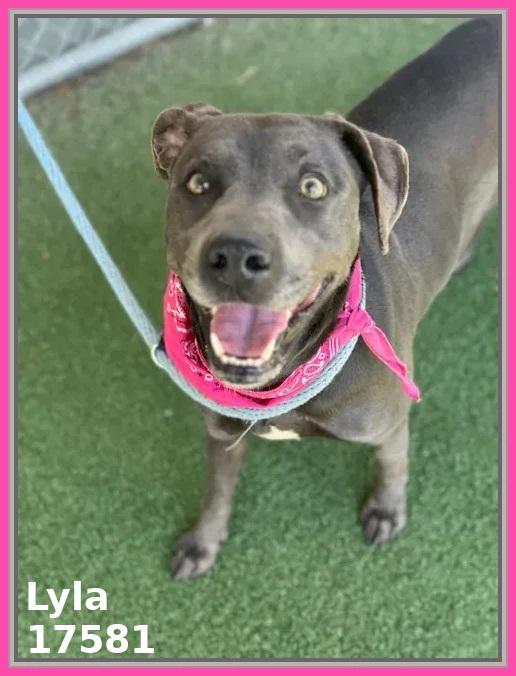 Enlarge LYLA, a ADOPTABLE mixed breed in Marietta, GA image 4/6