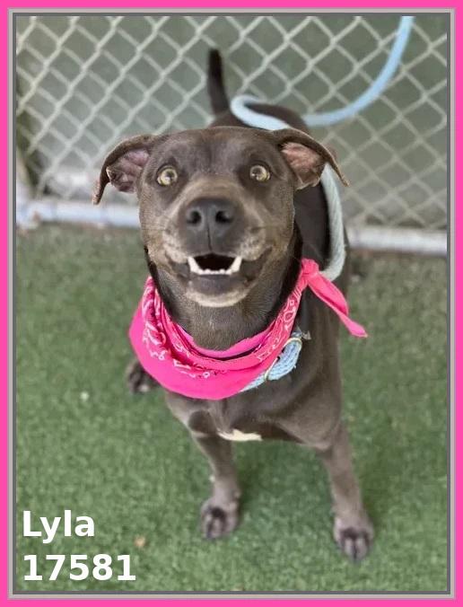 Enlarge LYLA, a ADOPTABLE mixed breed in Marietta, GA image 5/6