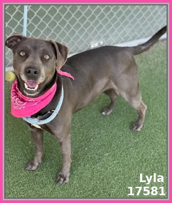 Enlarge LYLA, a ADOPTABLE mixed breed in Marietta, GA image 3/6