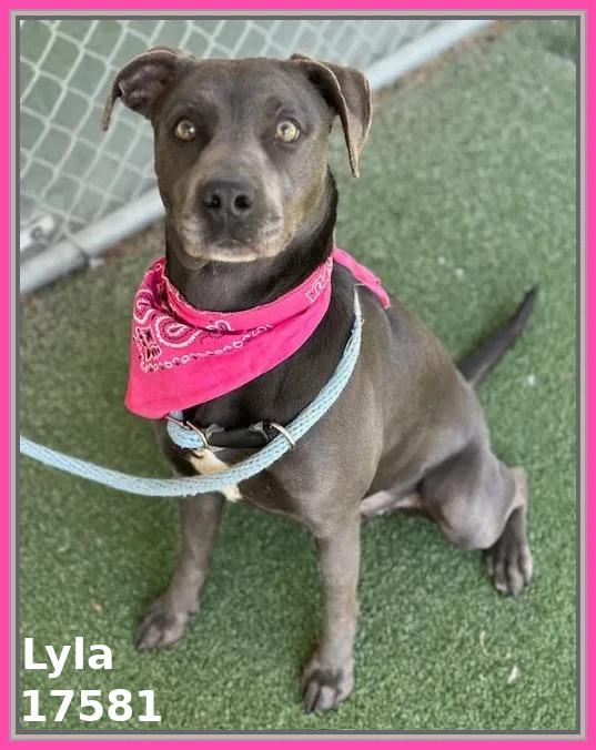 Enlarge LYLA, a ADOPTABLE mixed breed in Marietta, GA image 6/6