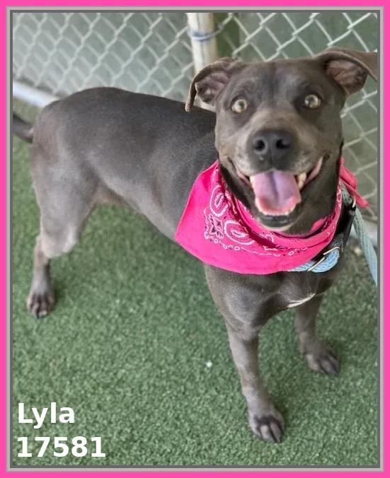 LYLA, ADOPTABLE, Adult Female Labrador Retriever & Pit Bull Terrier.