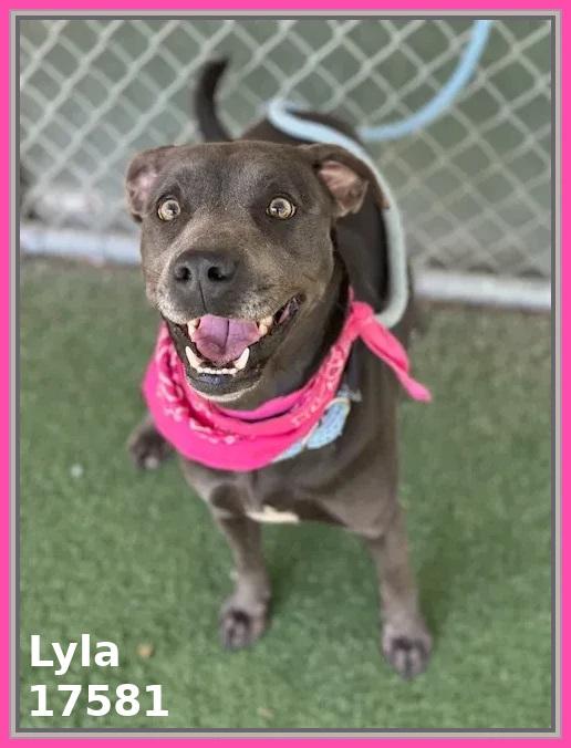 Enlarge LYLA, a ADOPTABLE mixed breed in Marietta, GA image 2/6