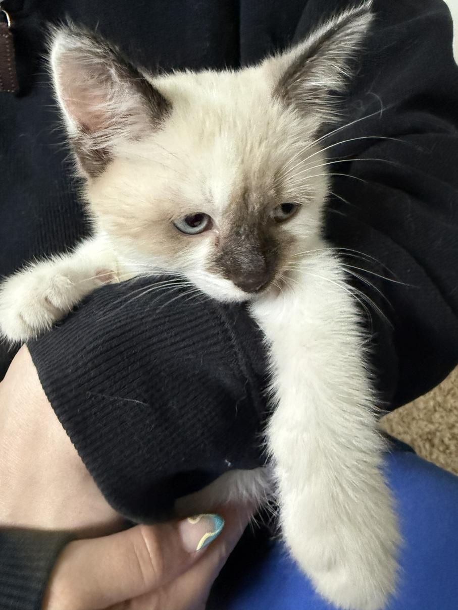 Louise, an adopted mixed breed in Oregon City, OR image 2/2