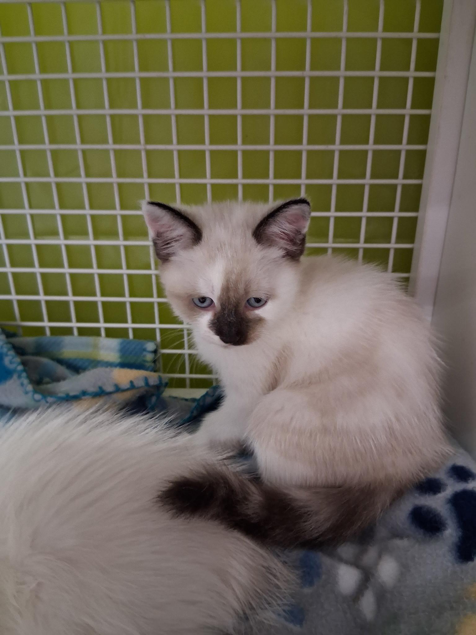 Louise, an adopted mixed breed in Oregon City, OR image 1/2