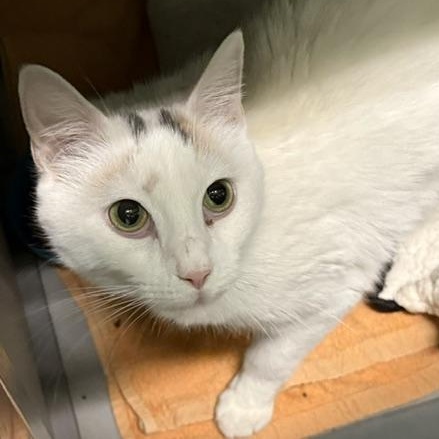 Deisha, ADOPTABLE, Adult Female Domestic Short Hair.