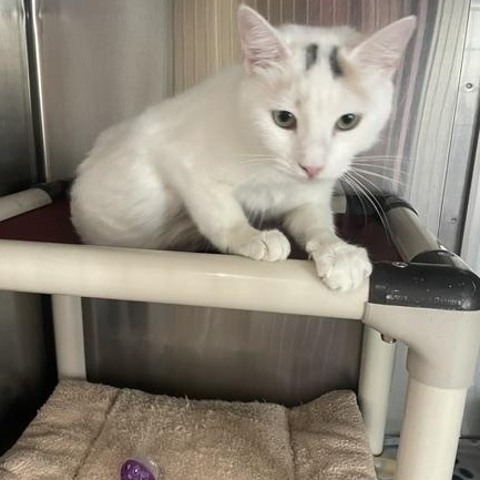 Enlarge Deisha, a ADOPTABLE Domestic Short Hair in Honesdale, PA image 2/2