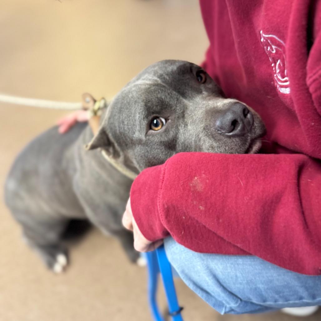 Hippo, a Adoptable Mixed Breed in Hendersonville, NC image 1/6