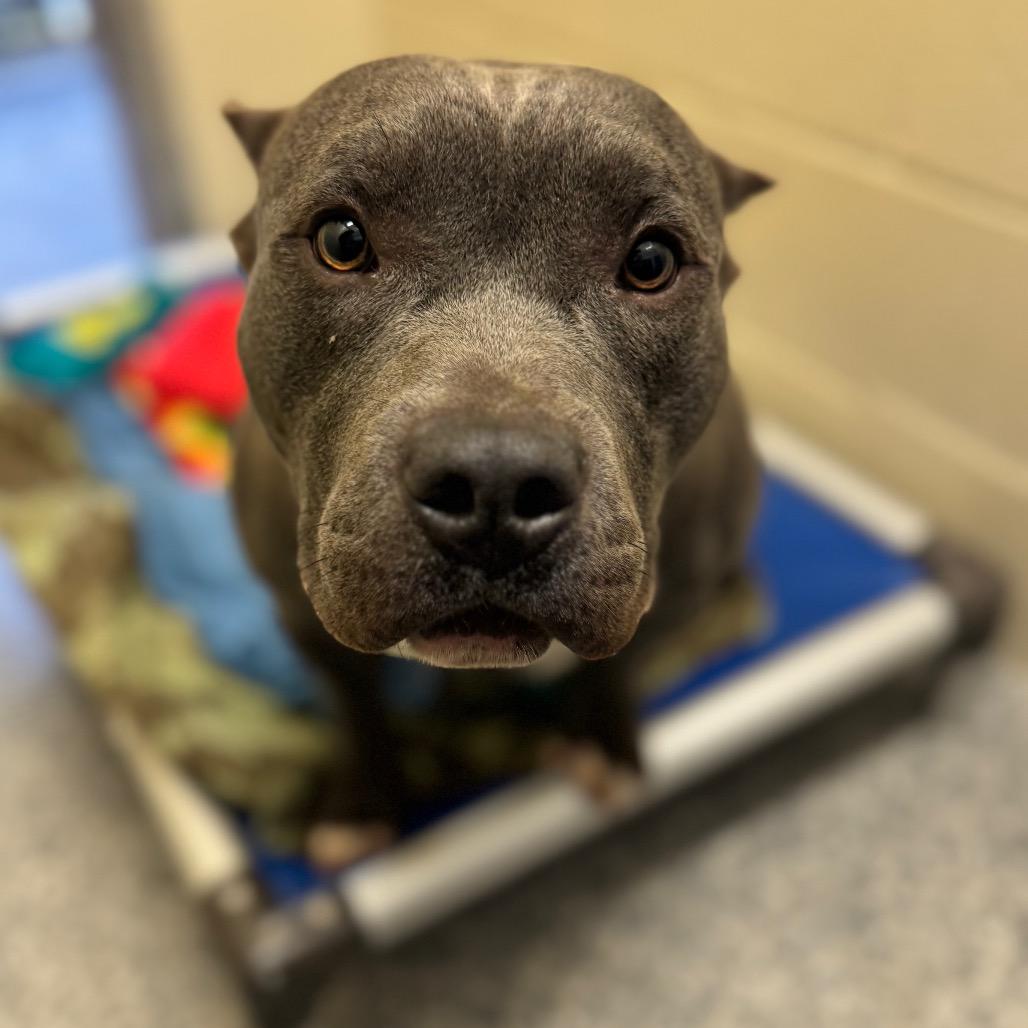 Hippo, a Adoptable Mixed Breed in Hendersonville, NC image 2/6