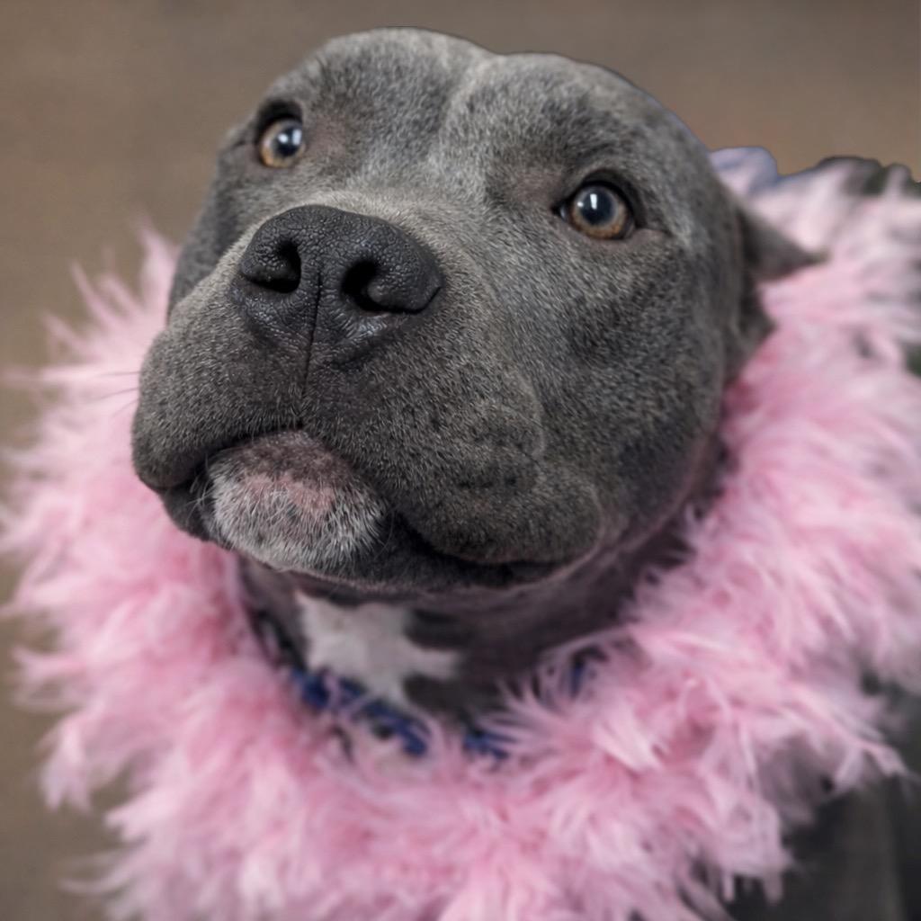 Hippo, a Adoptable Mixed Breed in Hendersonville, NC image 4/6