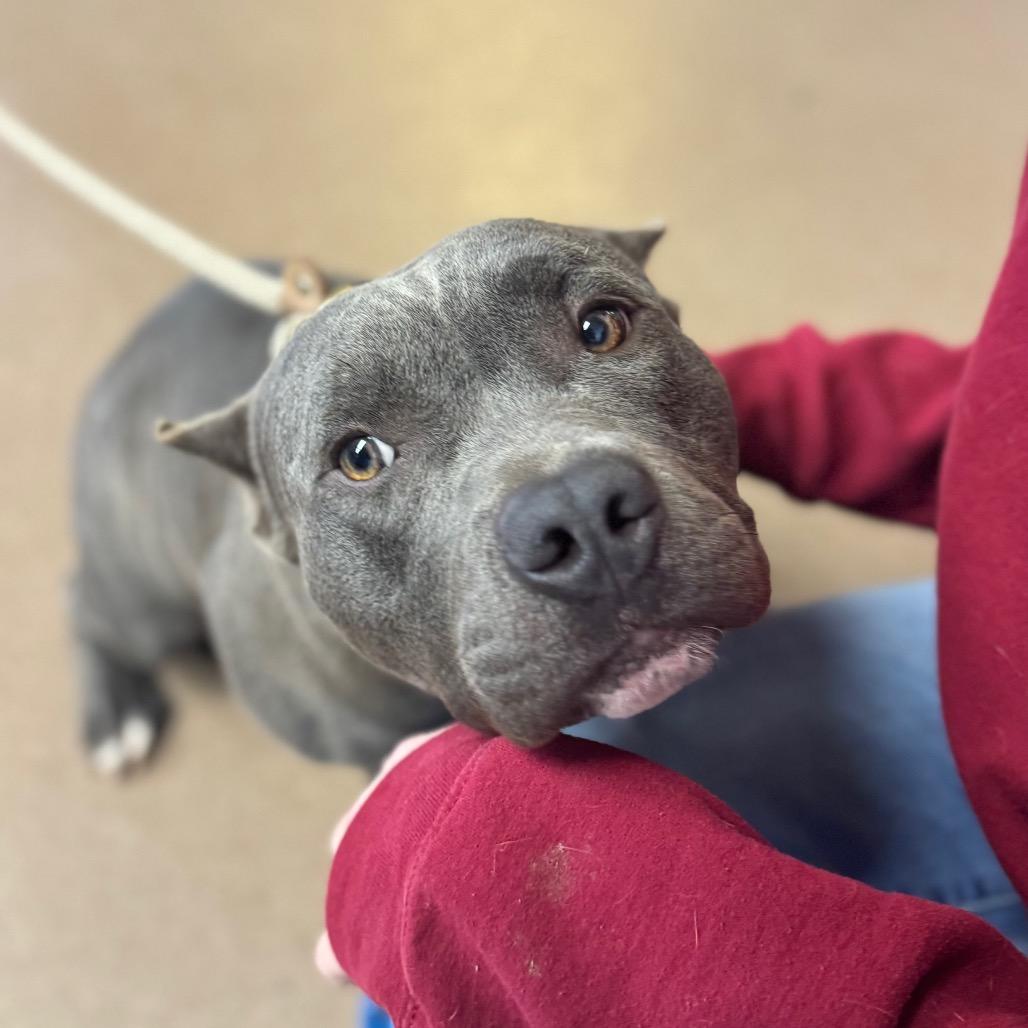 Hippo, a Adoptable Mixed Breed in Hendersonville, NC image 5/6