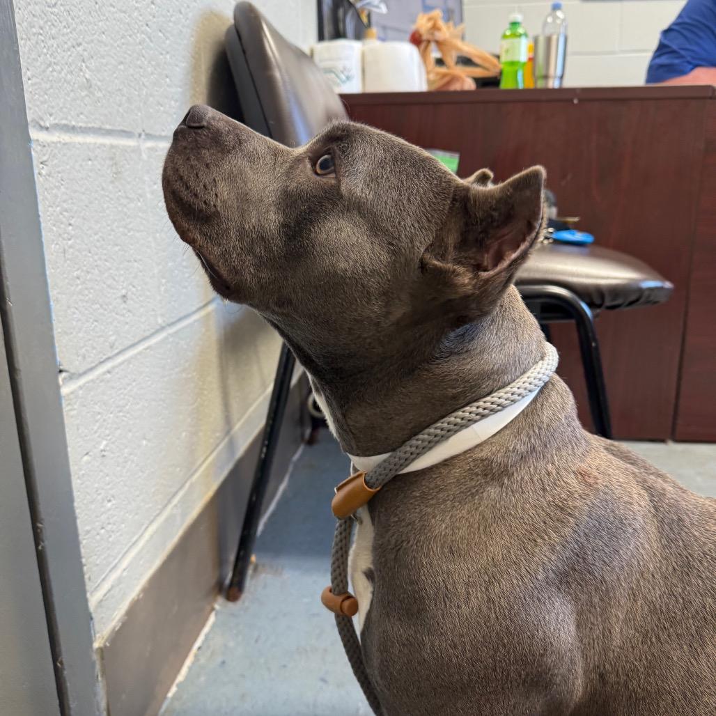 Hippo, a Adoptable Mixed Breed in Hendersonville, NC image 6/6