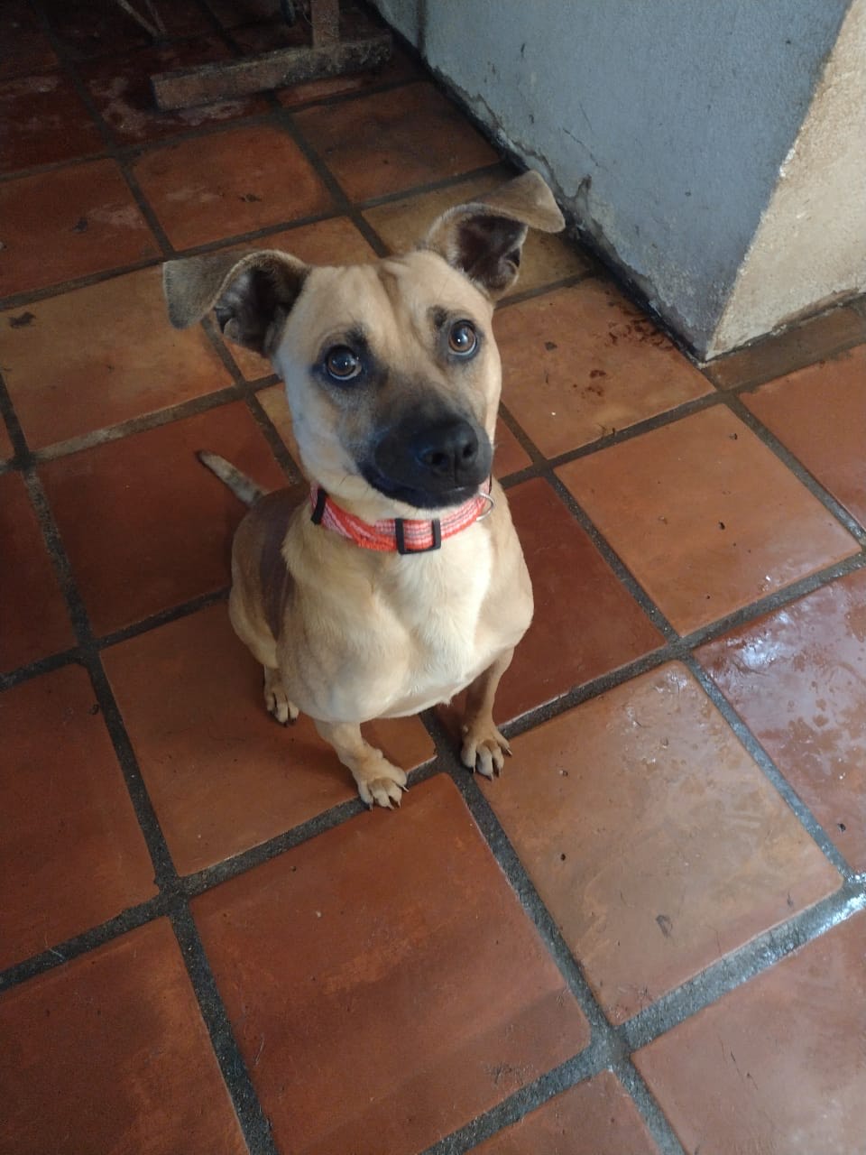 Billy, a Adoptable mixed breed in Chula Vista, CA image 2/4