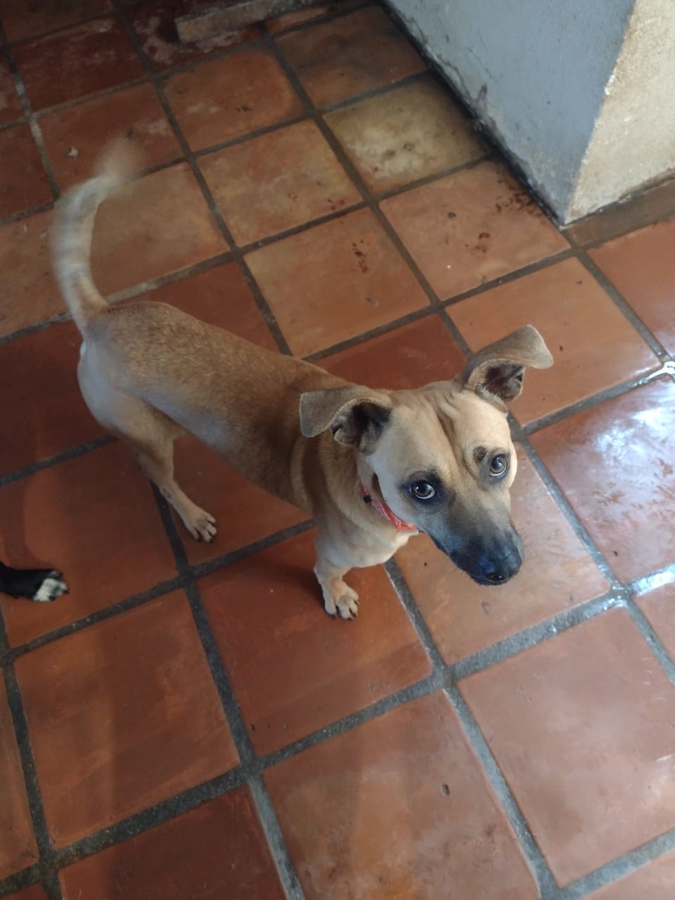 Billy, a Adoptable mixed breed in Chula Vista, CA image 4/4