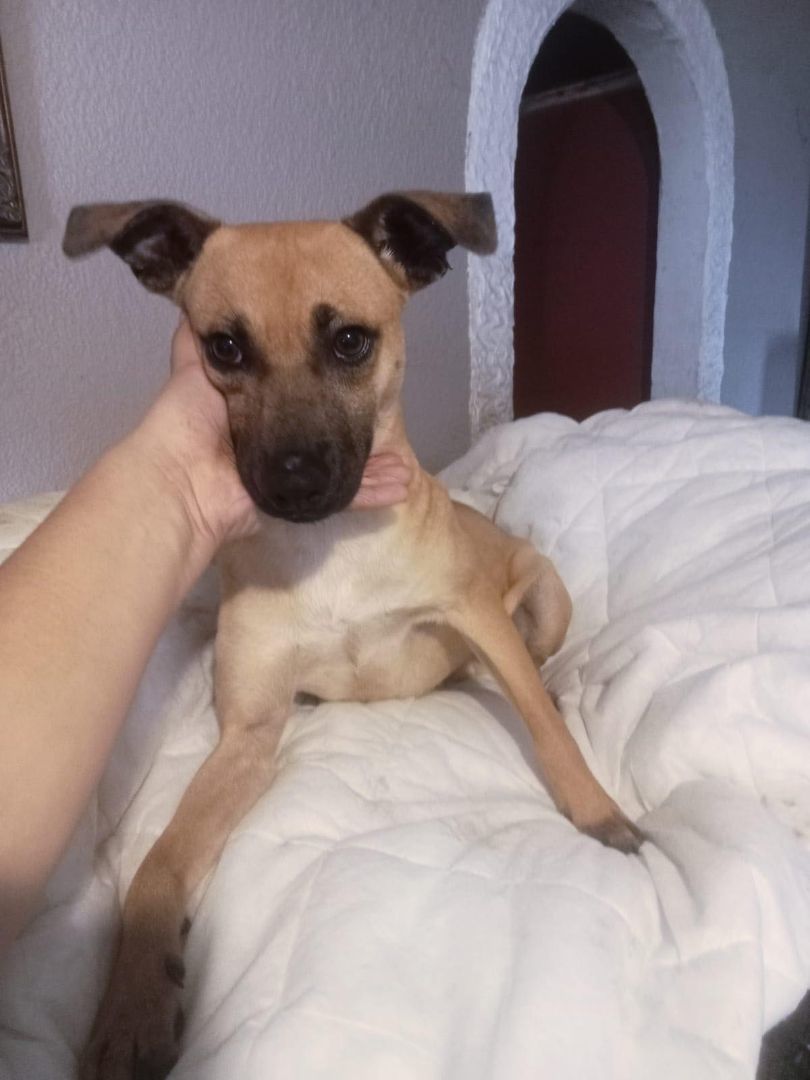 Billy, Young Male Chihuahua