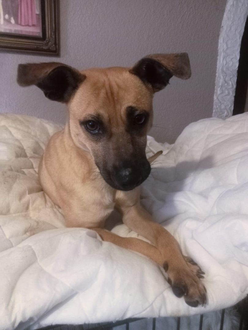 Billy, a Adoptable mixed breed in Chula Vista, CA image 3/4