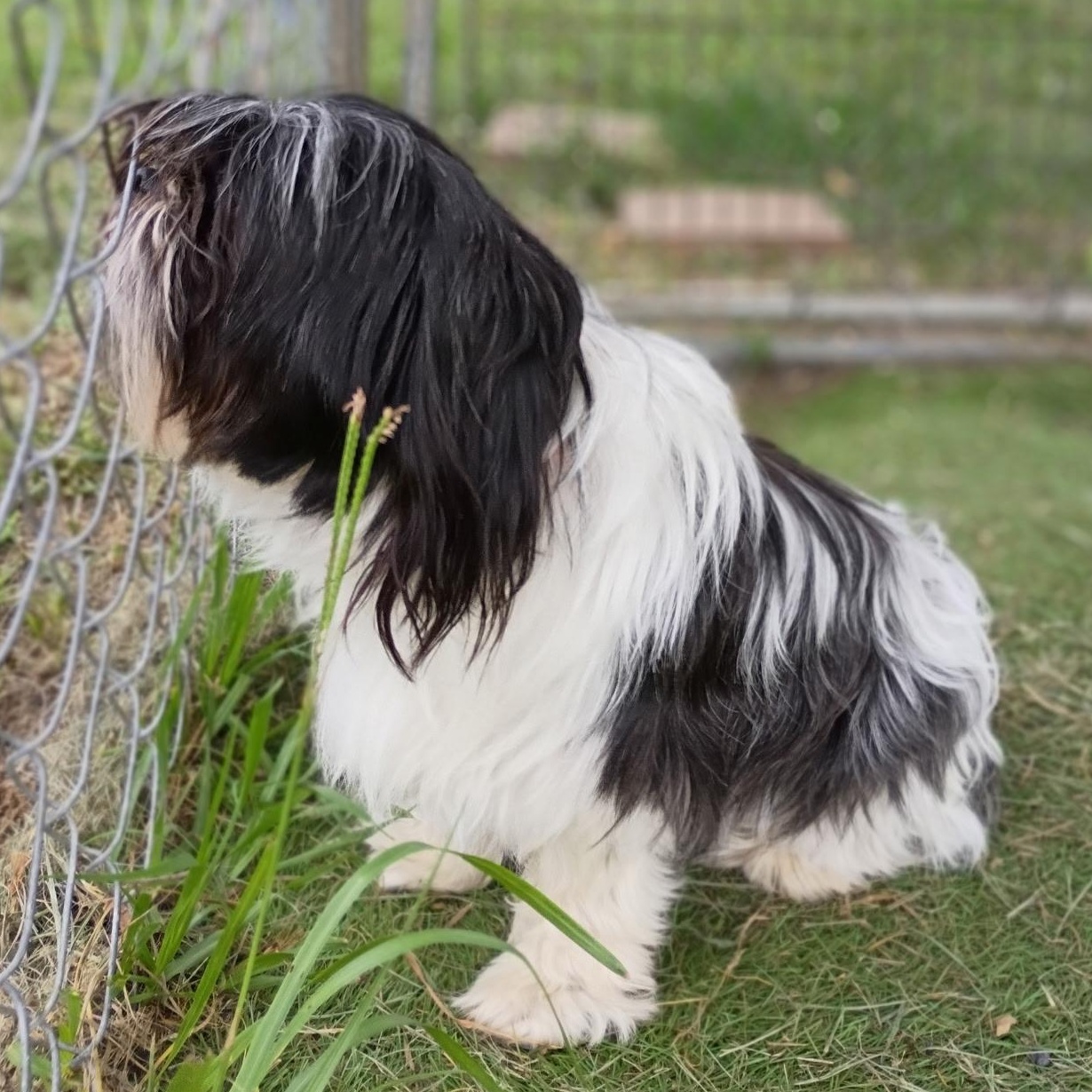 Harmony — the little lovebug who lives up to her name, an adopted mixed breed in Brattleboro, VT image 3/6