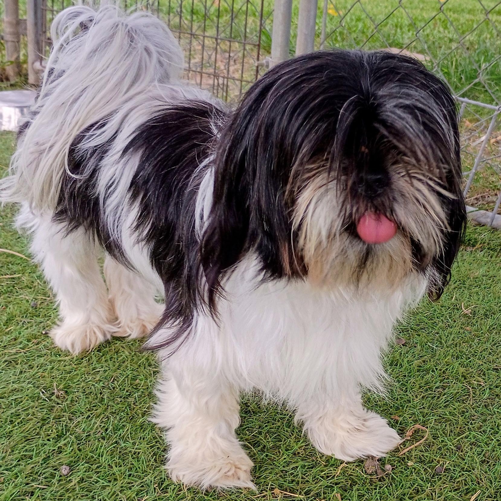 Harmony — the little lovebug who lives up to her name, adopted, Adult Female Shih Tzu.