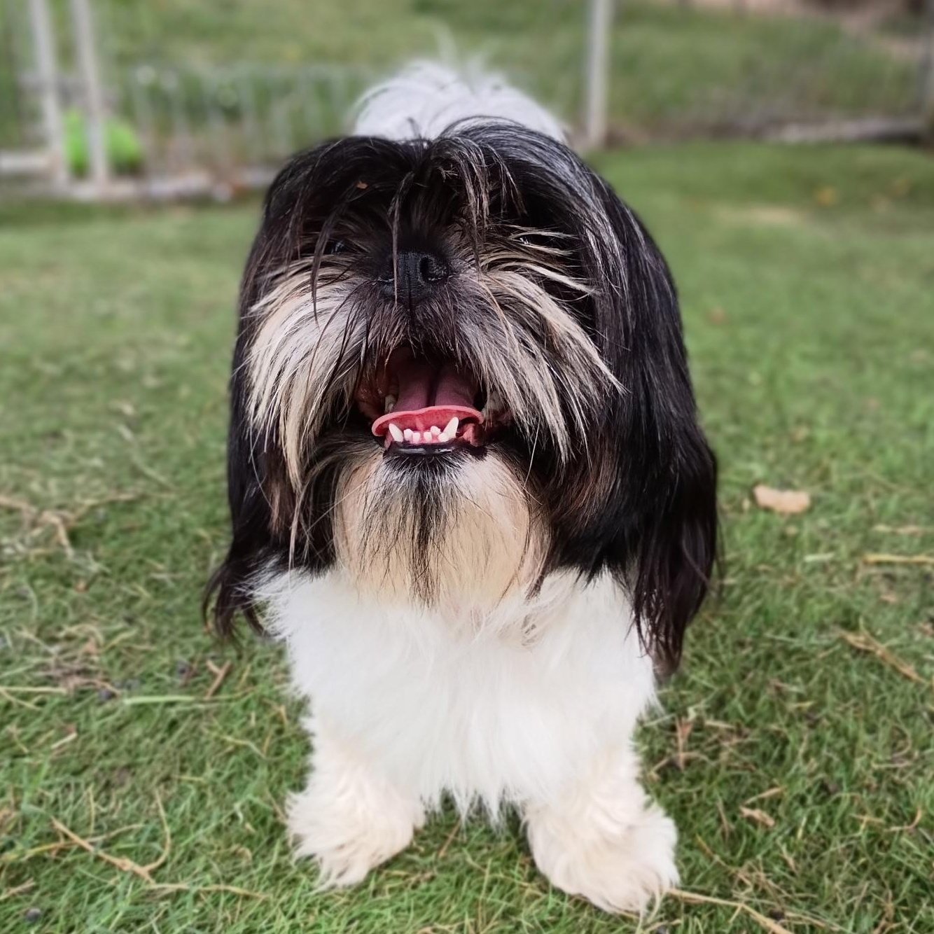 Harmony — the little lovebug who lives up to her name, an adopted mixed breed in Brattleboro, VT image 5/6