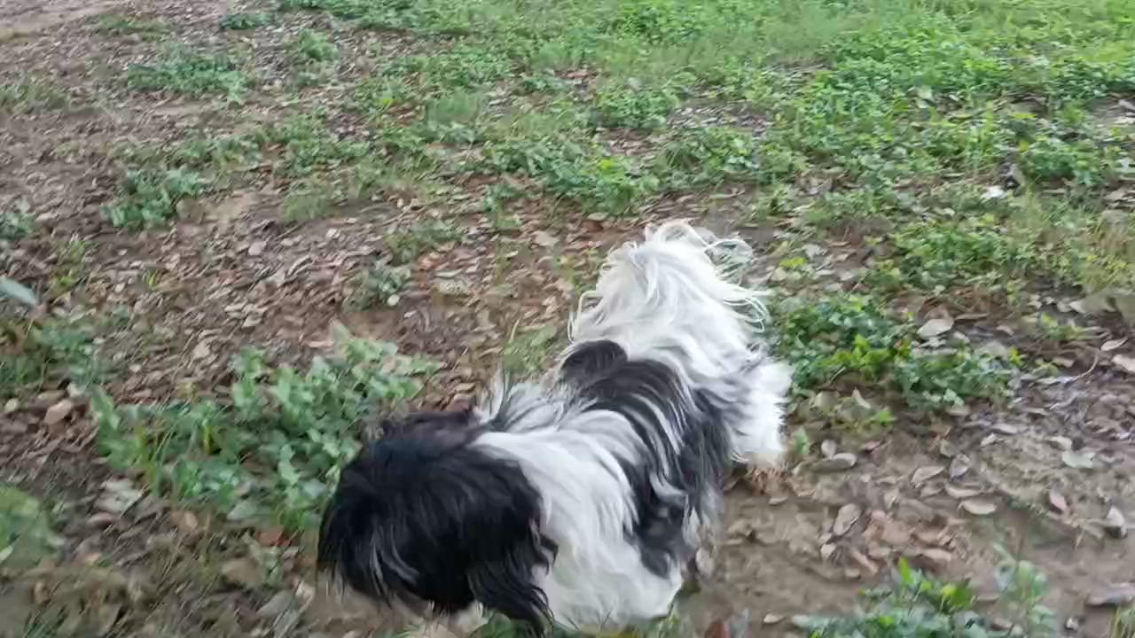 Enlarge Harmony — the little lovebug who lives up to her name, an adopted mixed breed in Brattleboro, VT video 6/6