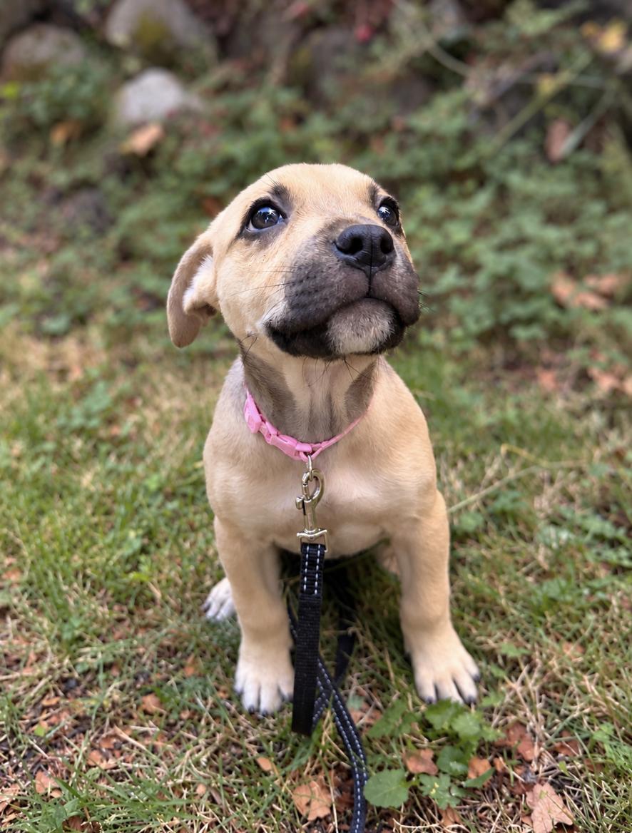 Enlarge Sweet Pea, a Adopted mixed breed in Puyallup, WA image 2/2