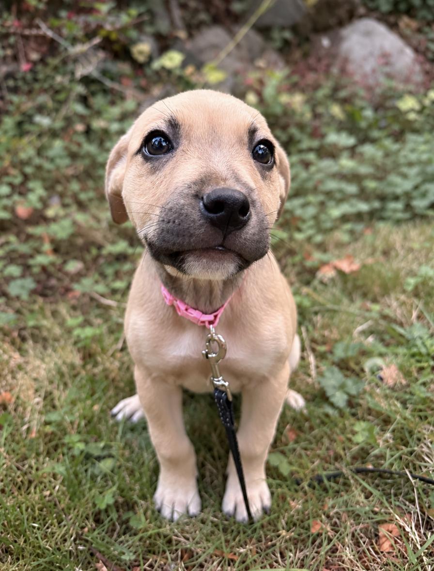 Sweet Pea, Adopted, Puppy Female Pit Bull Terrier & Labrador Retriever.