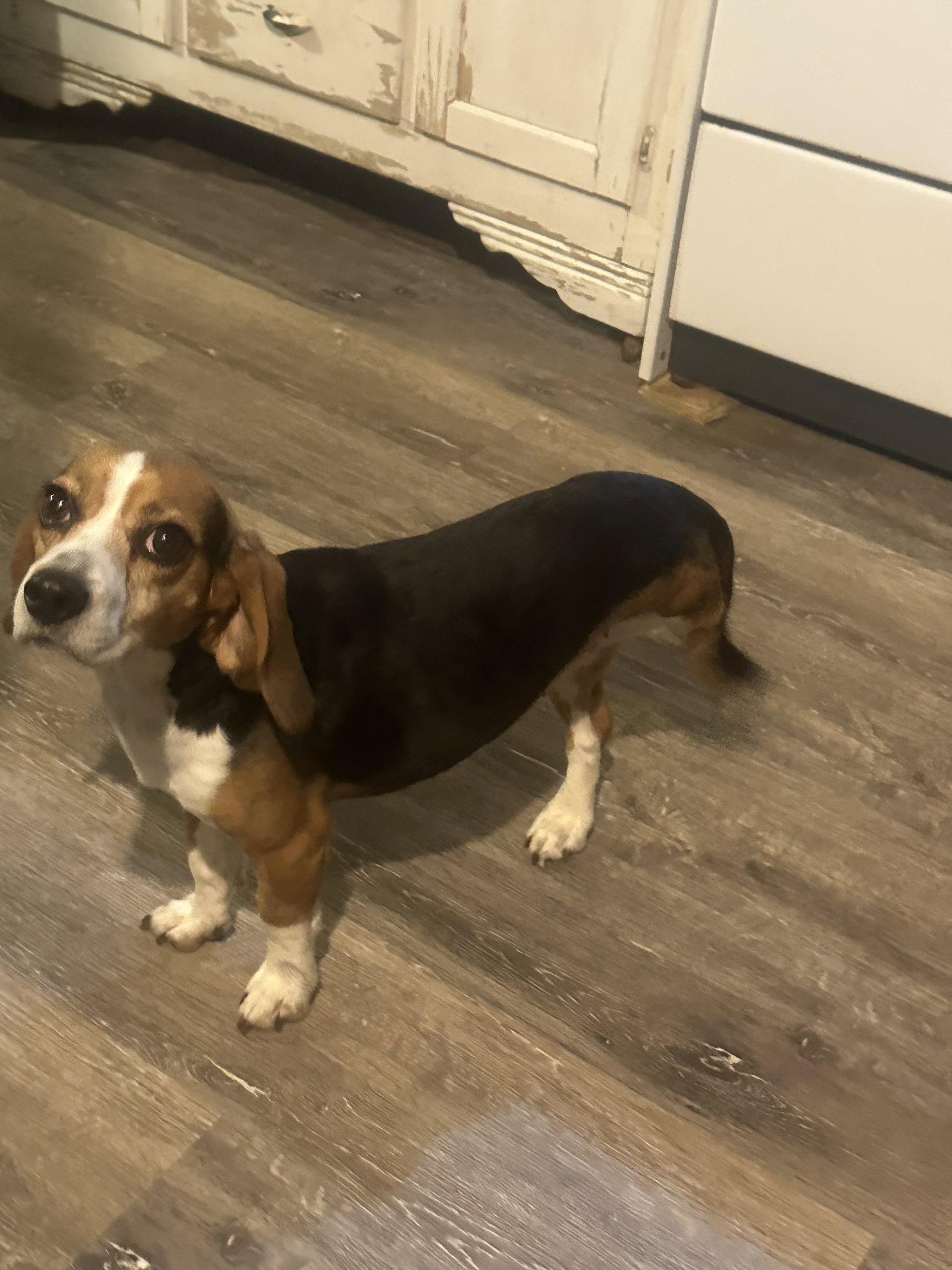 Enlarge Reishi, a Adoptable Beagle in Mouth Of Wilson, VA image 1/3