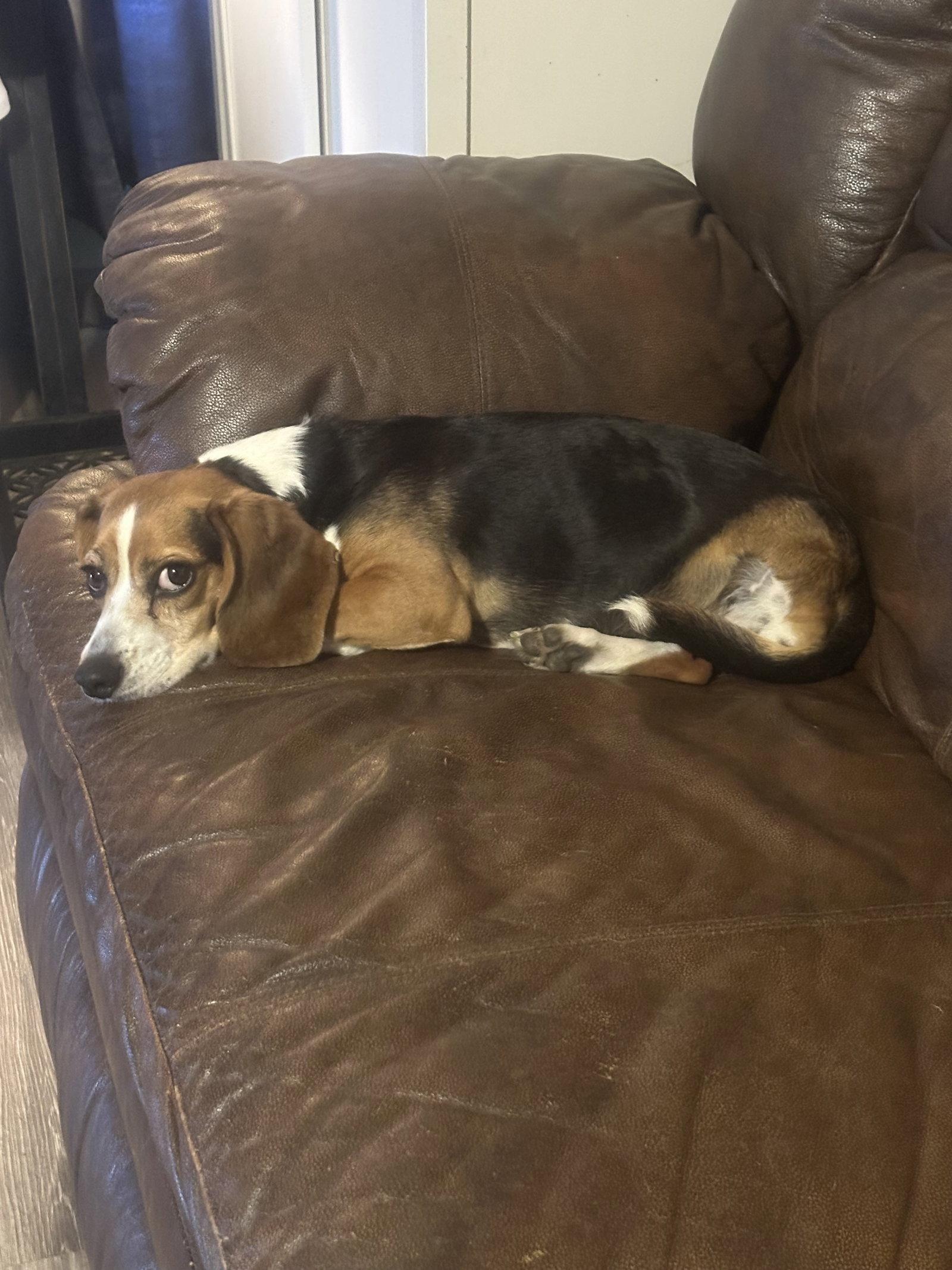 Enlarge Reishi, a Adoptable Beagle in Mouth Of Wilson, VA image 2/3