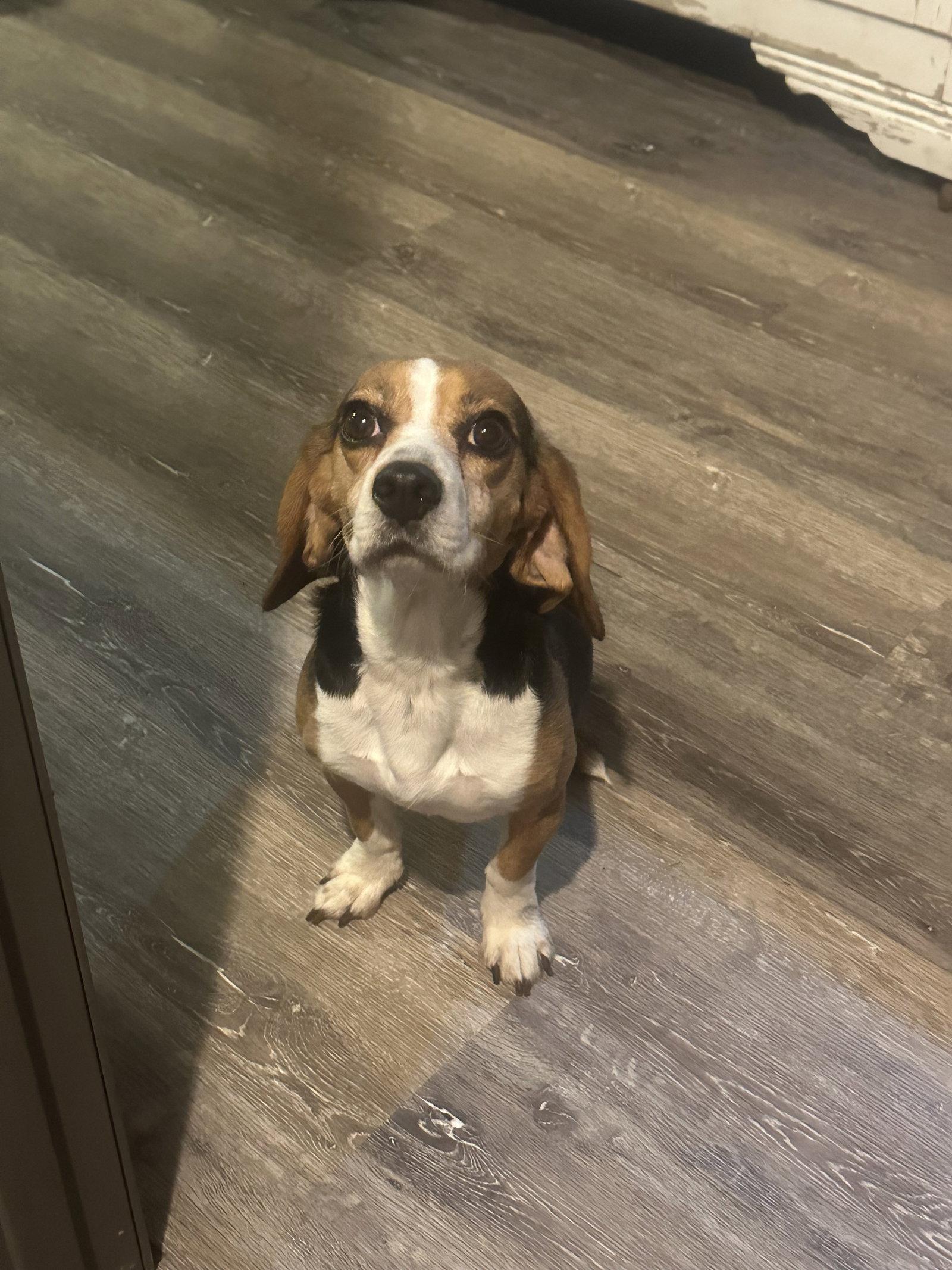 Enlarge Reishi, a Adoptable Beagle in Mouth Of Wilson, VA image 3/3