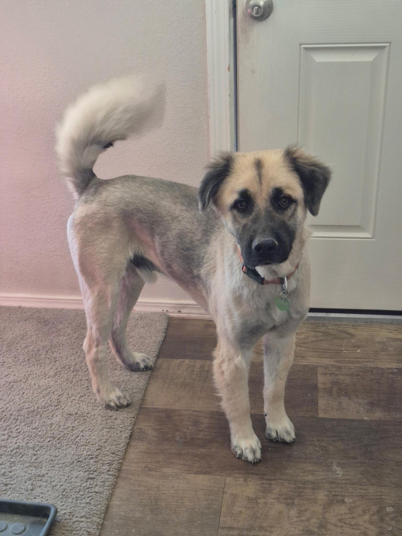 Relay, a Adoptable mixed breed in Durango, CO image 2/6