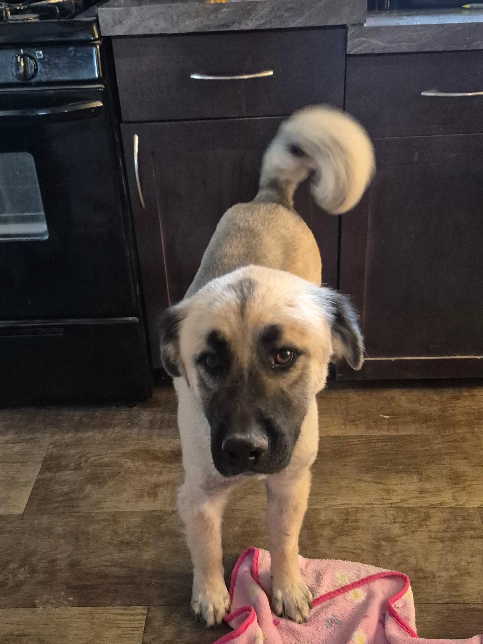 Relay, a Adoptable mixed breed in Durango, CO image 3/6