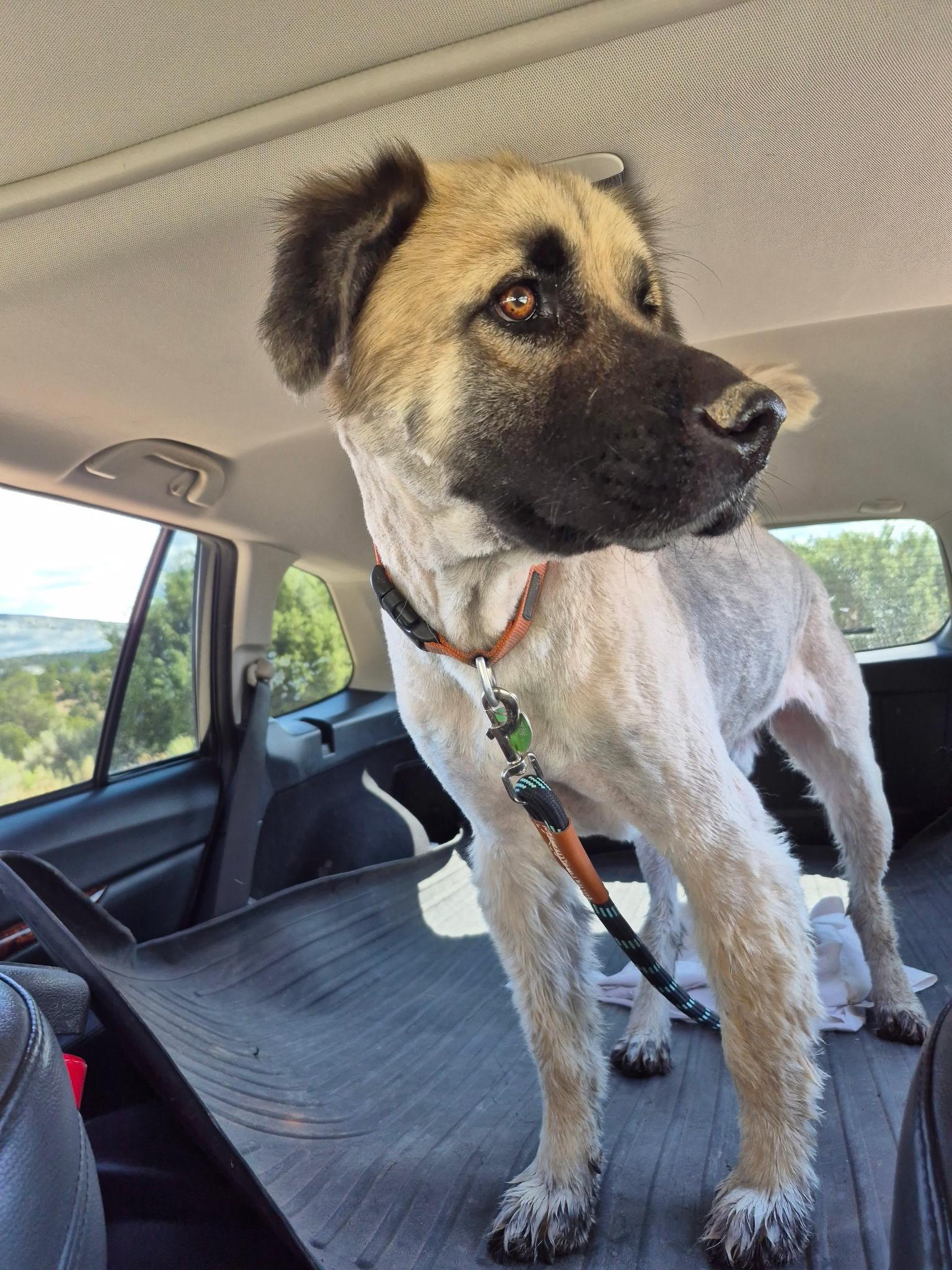 Relay, a Adoptable mixed breed in Durango, CO image 6/6