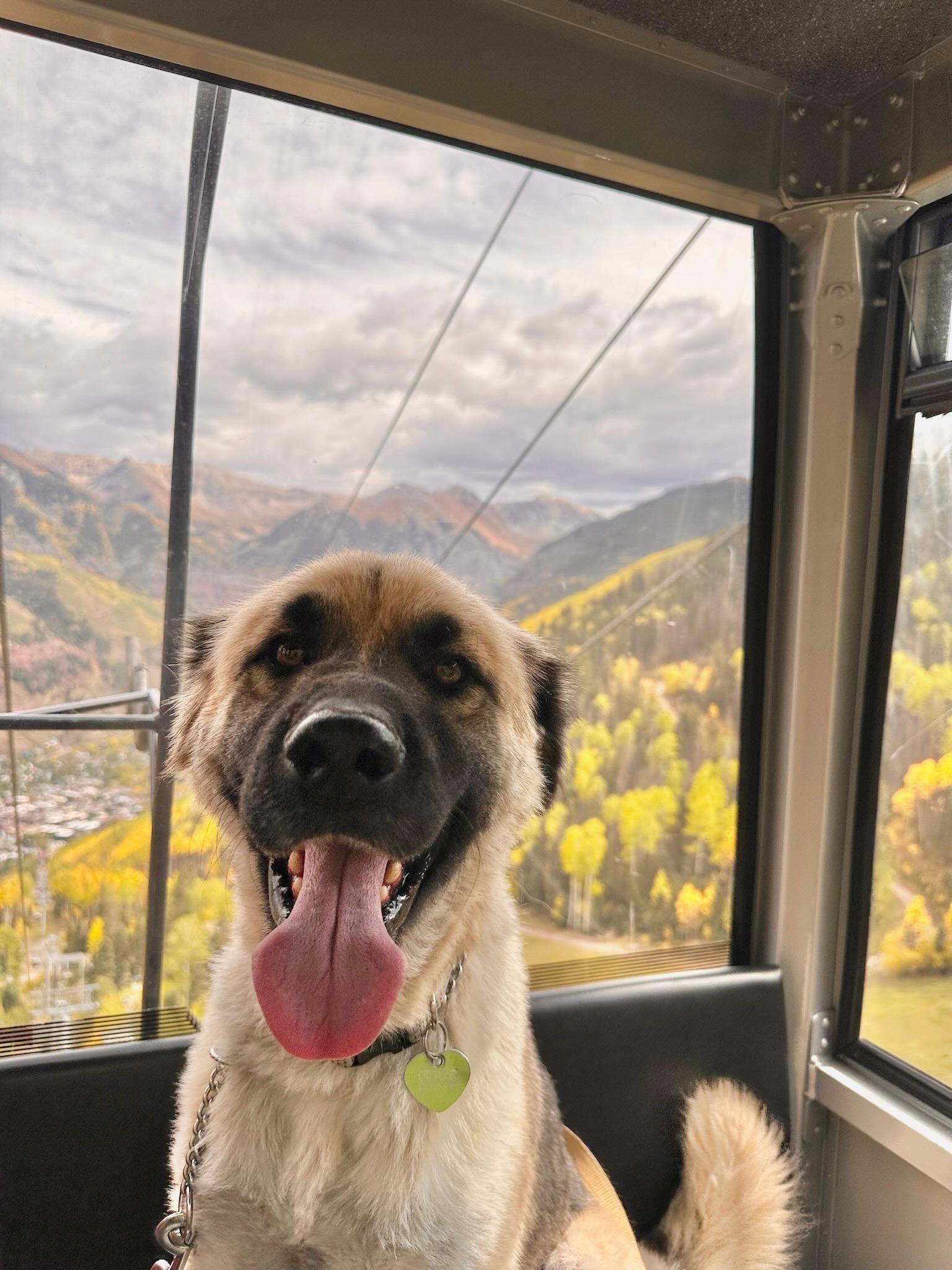 Relay, a Adoptable mixed breed in Durango, CO image 1/6