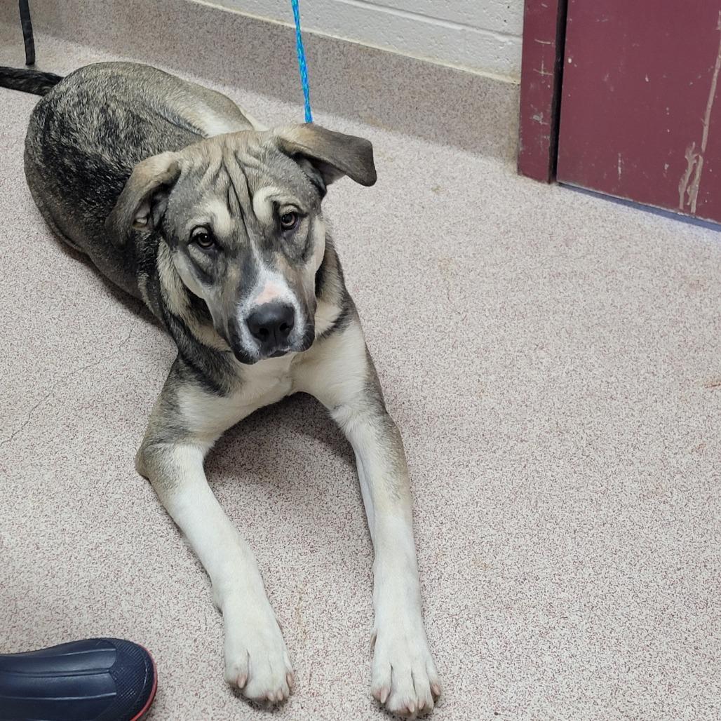 Enlarge Spice, a Adoptable Mixed Breed in Ardmore, OK image 1/2