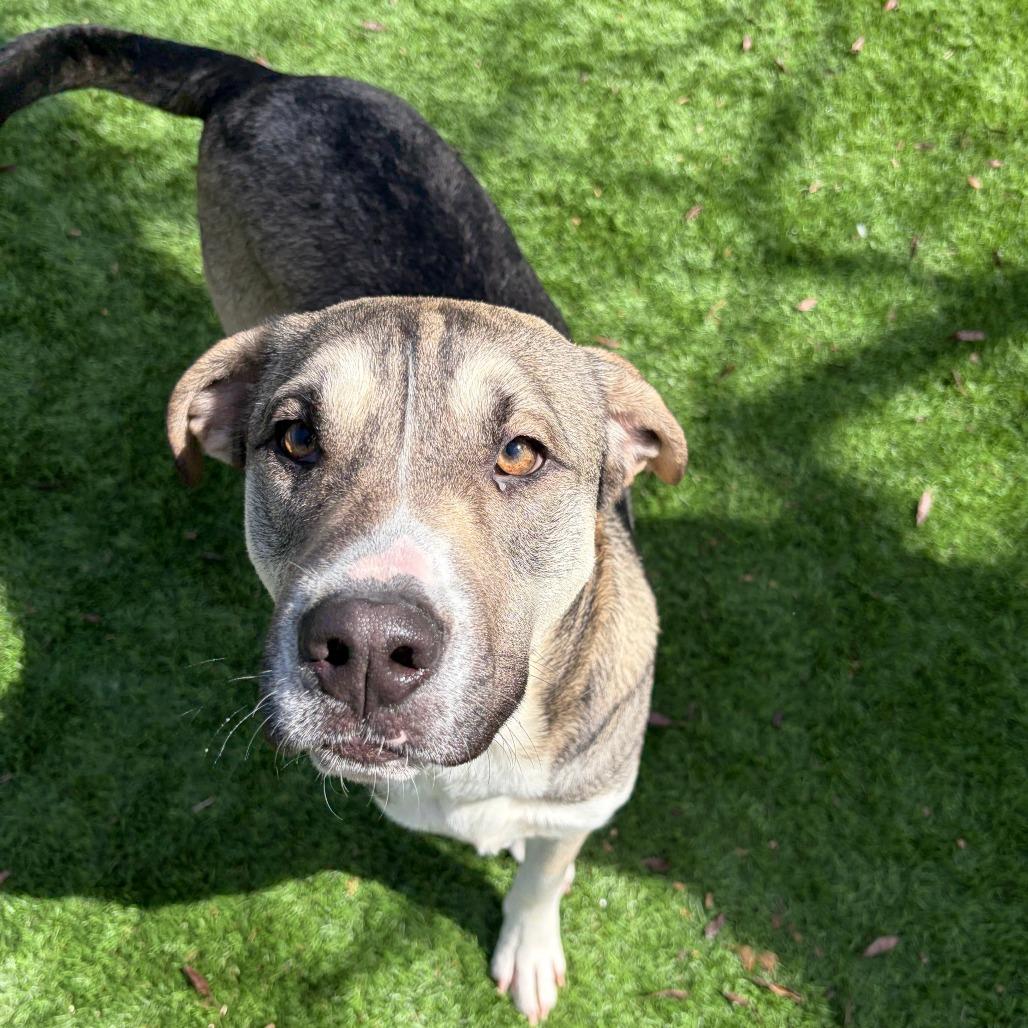 Enlarge Spice, a Adoptable Mixed Breed in Ardmore, OK image 2/2