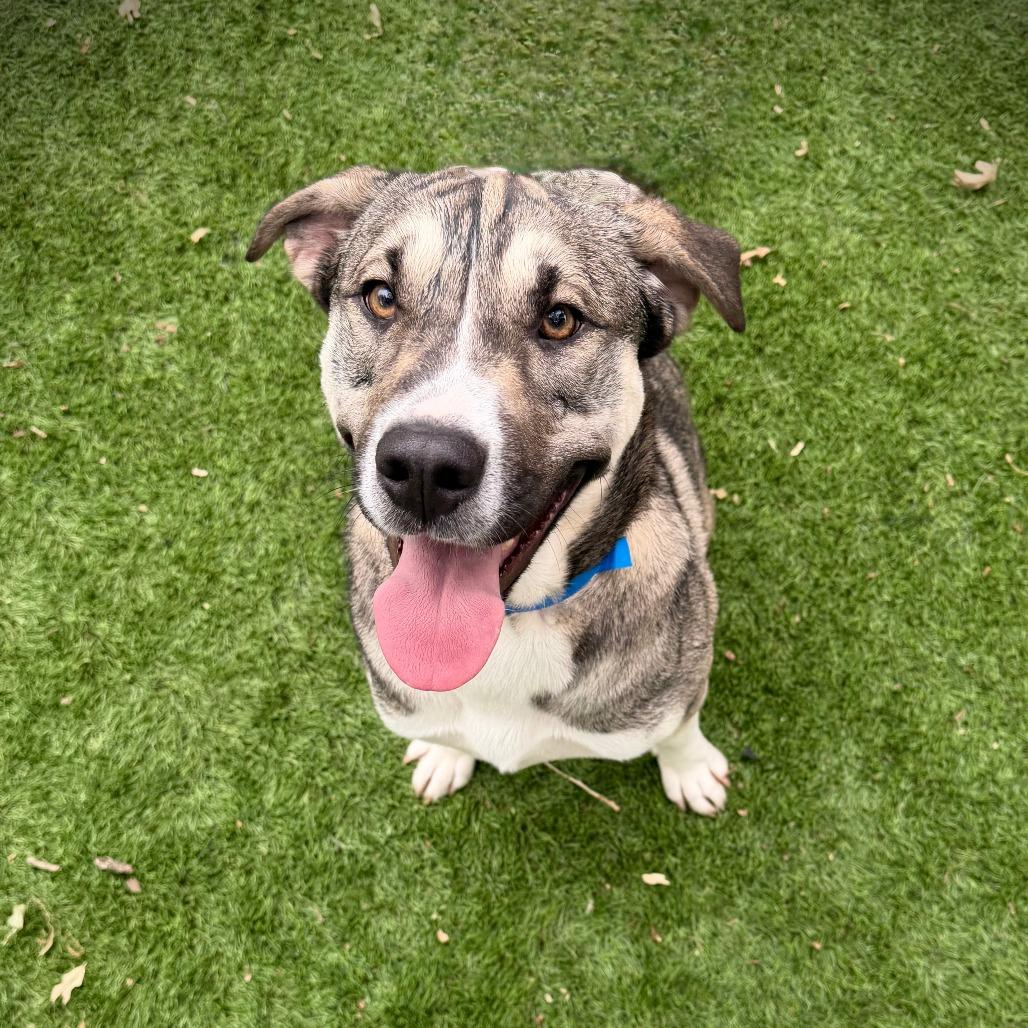 Enlarge Spice, a Adoptable Mixed Breed in Ardmore, OK image 3/3